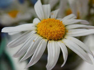Obraz premium Beautiful Camille. A large snow-white flower with a yellow core.