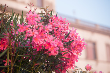 Closeup of a desert rose, adenium obesum