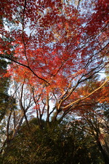 六義園の紅葉