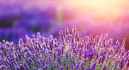 Levender flowers on the field at sunset.