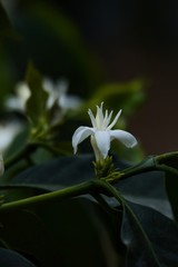 coffee flower blossoms