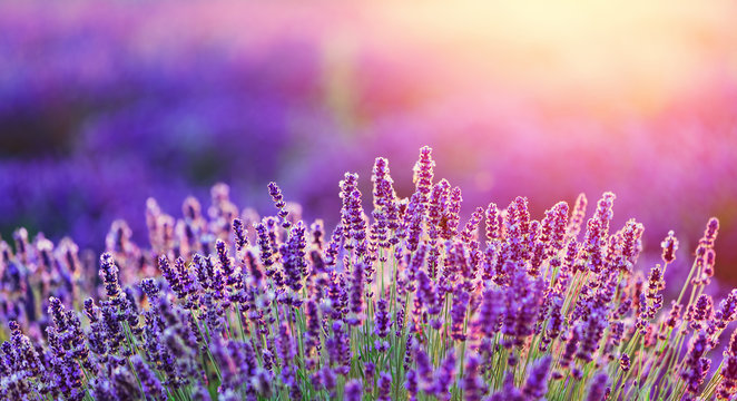 Fototapeta Levender flowers on the field at sunset.