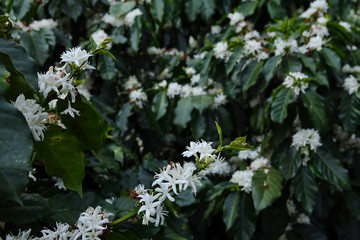 coffee flower blossoms
