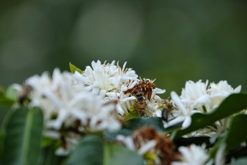 coffee flower blossoms