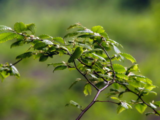 Green leaves and branches close up