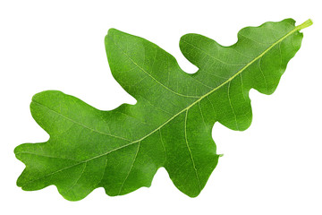oak leaf, isolated on white background, clipping path, full depth of field