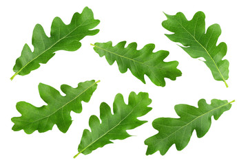 oak leaf, isolated on white background, clipping path, full depth of field