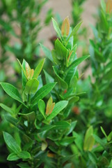 green plant in the garden