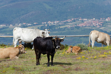 Vacas de raza Barrosá en la cima de la  Serra do Larouco. Montalegre, Norte de Portugal.