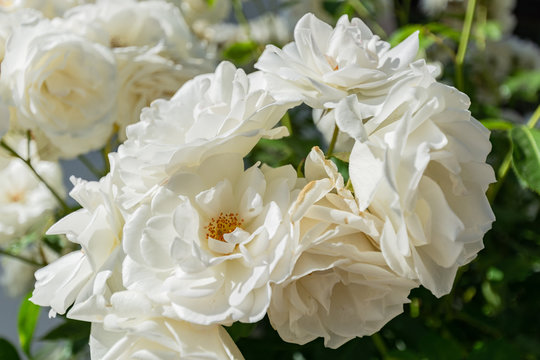 Wei&szlig;e Rosen Schneewittchen, Rosenstadt Putbus auf R&uuml;gen