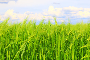 Obraz premium Wheat field against a blue sky