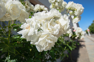 Weiße Rosen Schneewittchen, Rosenstadt Putbus auf Rügen