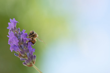 Lavender and bees