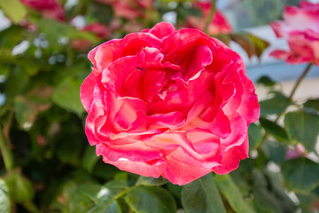 rot-weiße Rosen, Rosenstadt Putbus auf Rügen