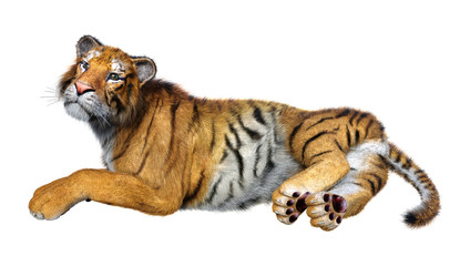3D Rendering Big Cat Tiger on White