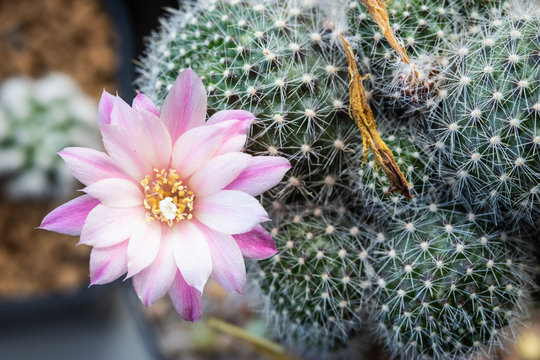 Blooming light pink flower of Rebutia carnival cactus
