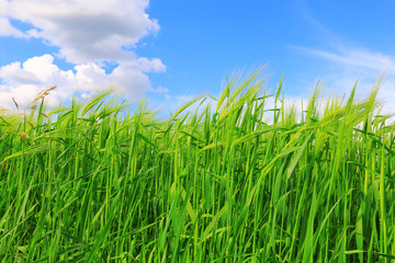 Wheat field against a blue sky