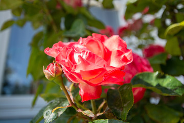 rot-weiße Rosen, Rosenstadt Putbus auf Rügen