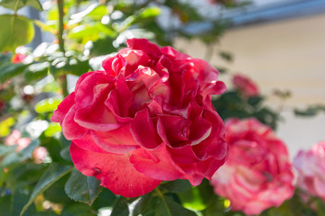 rot-weiße Rosen, Rosenstadt Putbus auf Rügen