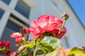 rot-weiße Rosen, Rosenstadt Putbus auf Rügen