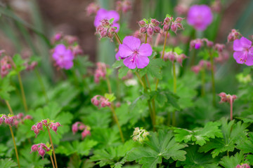 Geranium cantabrigiense karmina flowering plant with buds, group of ornamental pink cranesbill flowers in bloom in the garden