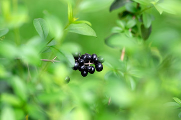 Ligustrum vulgare ripened black berries fruits, shrub branches with leaves