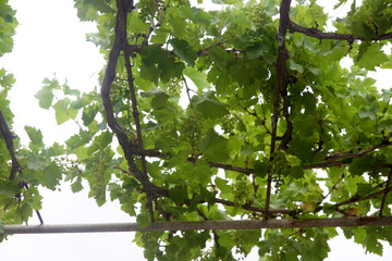 Young beautiful unripe grapes at summer
