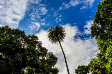 Fototapeta premium Brazilian tree