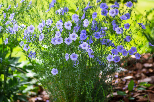 Linum usitatissimum flowering ornamental garden plant, group of beautiful blue flowers in bloom