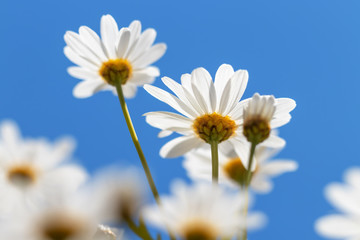 Idyllic daisy (Marguerite) meadow from the ground perspective in bright sunlight. Backlit photography