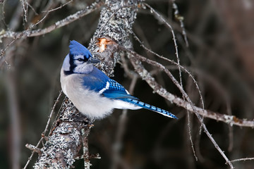 Blue Jay, Cyanocitta cristata, on branch