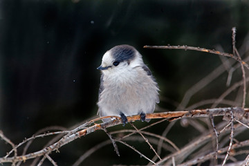 Gray Jay, Perisoreus canadensis, perched in winter