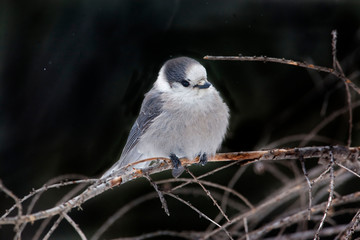 Gray Jay, Perisoreus canadensis, perched