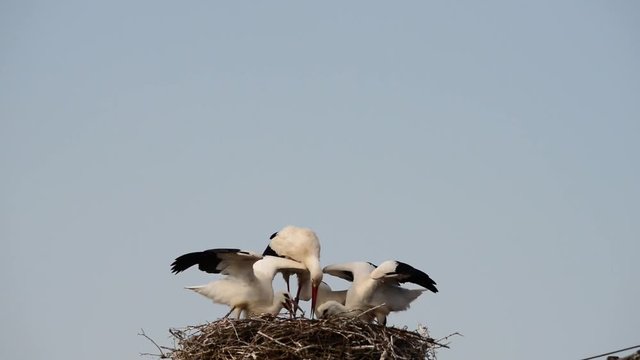 Storch f&uuml;ttert seine Jungen