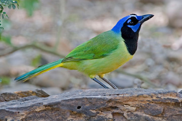 Beautiful Green Jay, Cyanocorax yncas