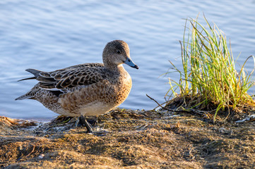 Female eurasian wigeon in a natural environment