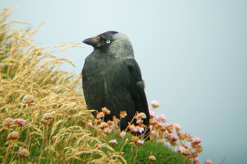 Perching Jackdaw, Corvus monedula