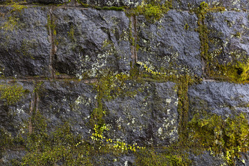 green moss on concrete block wall in rainy day.