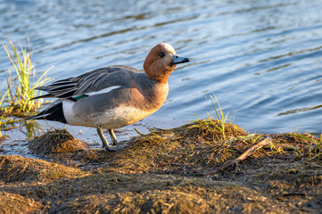 Male eurasian wigeon in a natural environment