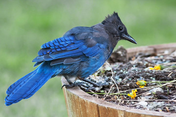 Steller's Jay, Cyanocitta stelleri, close up