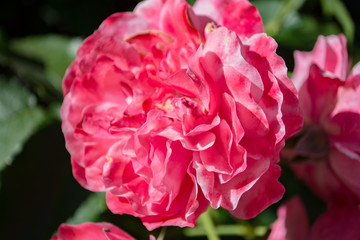 rot-weiße Rosen, Rosenstadt Putbus auf Rügen