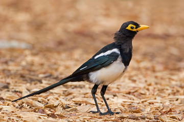 Yellow-billed Magpie, Pica nuttalli, standing