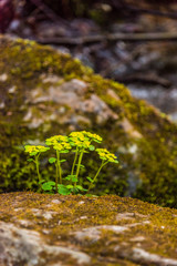 Water flows in nature with moss-covered stones and green plants in a beautiful calm atmosphere.