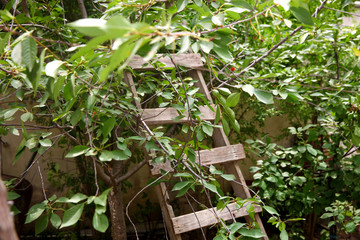 Ladder leaning against a tree in the garden