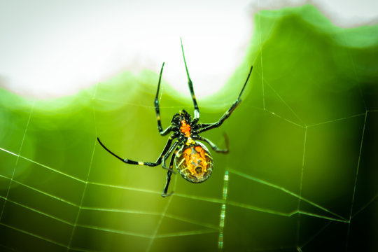 A black and brown colour spider is photographed close up, macro picture,Natural background,spider and spider web. Spiders are creating spider webs.