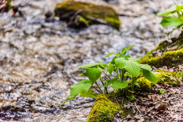 Water flows in nature with moss-covered stones and green plants in a beautiful calm atmosphere.