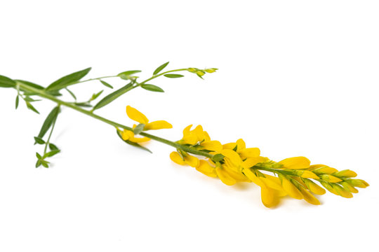 dyer's broom