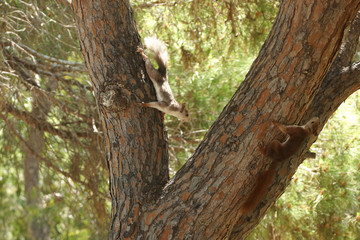 A funny squirrel in park Sofia in Guardamar del Segura