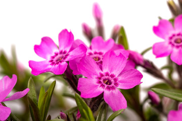 Creeping phlox