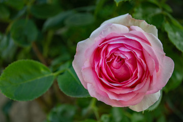 Rosa Rosen, Biedermeier, Rosenstadt Putbus auf Rügen